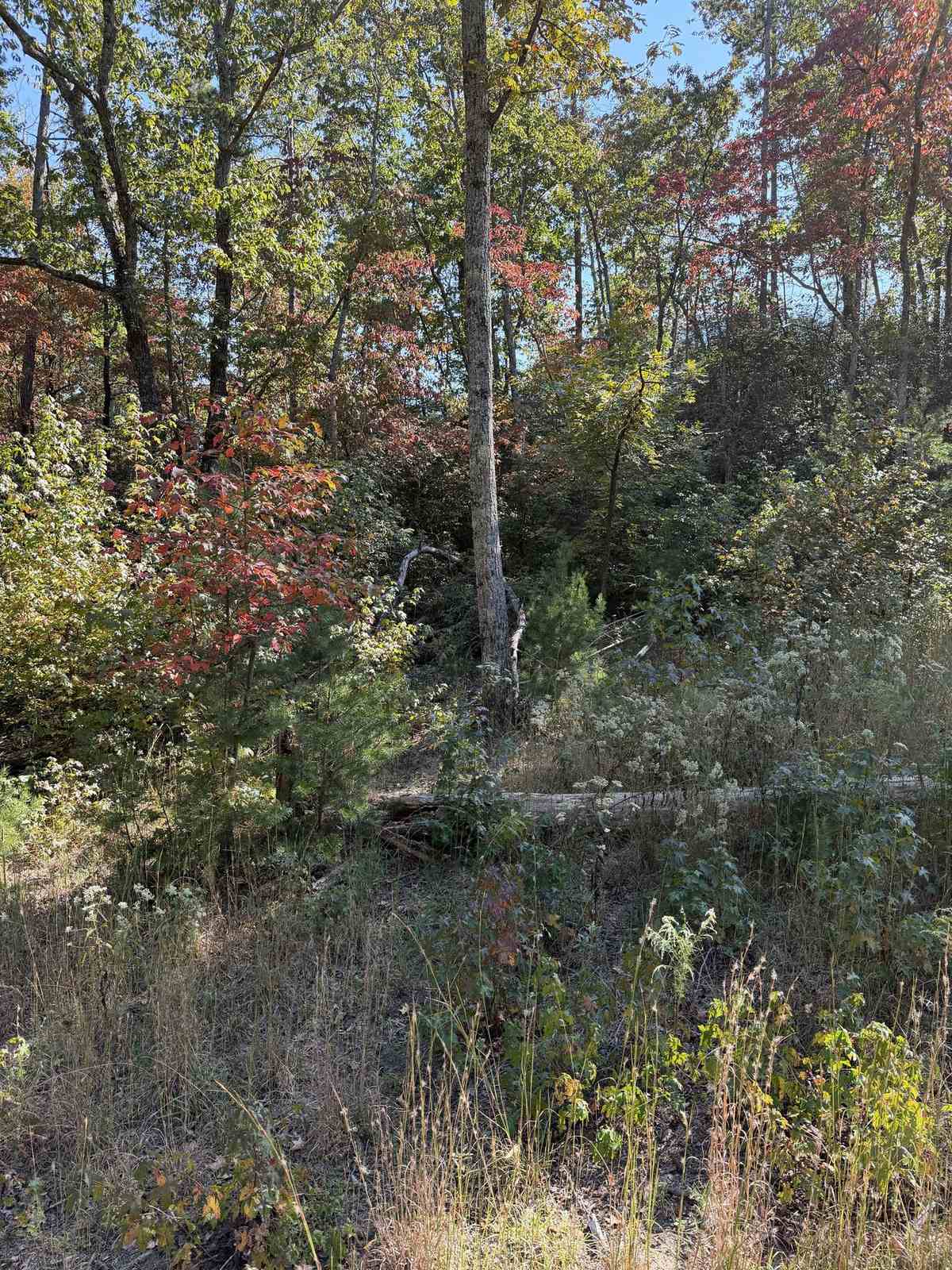 Forestry Mulching