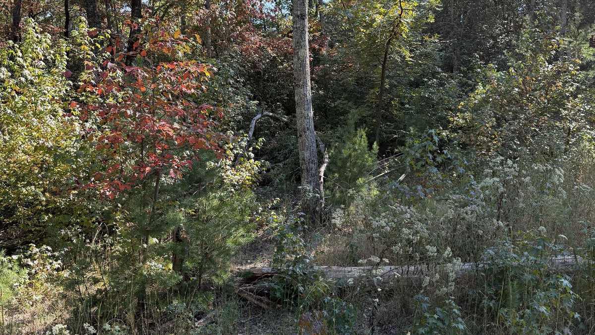 Forestry mulching equipment working through wooded brush