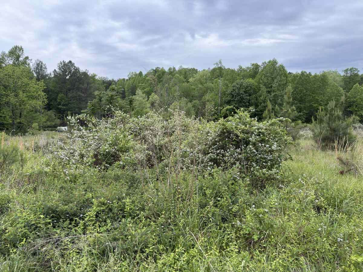 Overgrown field before land clearing