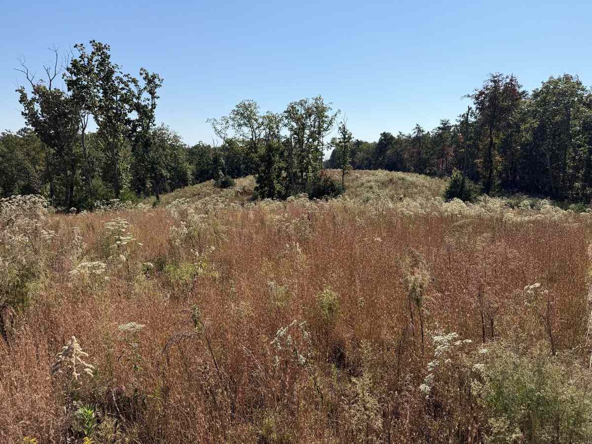 Overgrown field before property cleanup