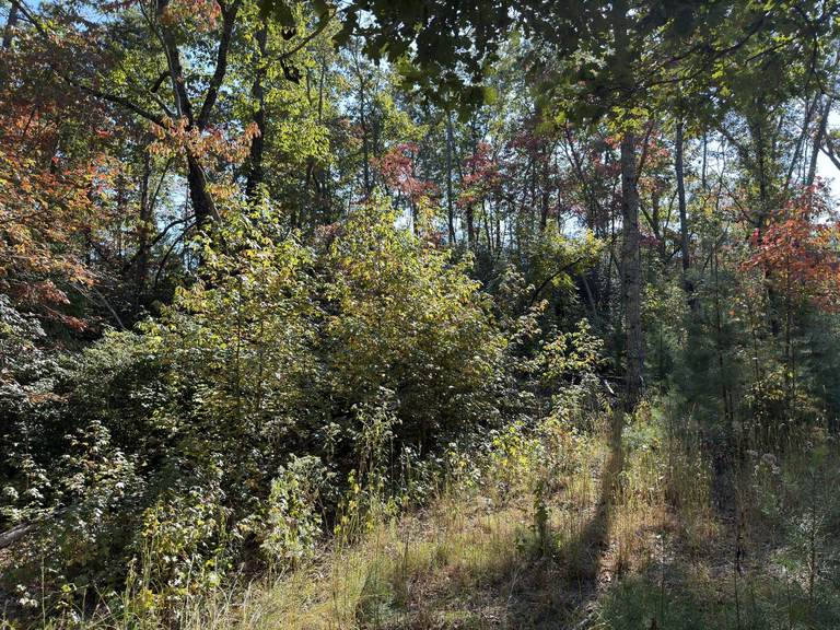 Overgrown wooded property edge before clearing