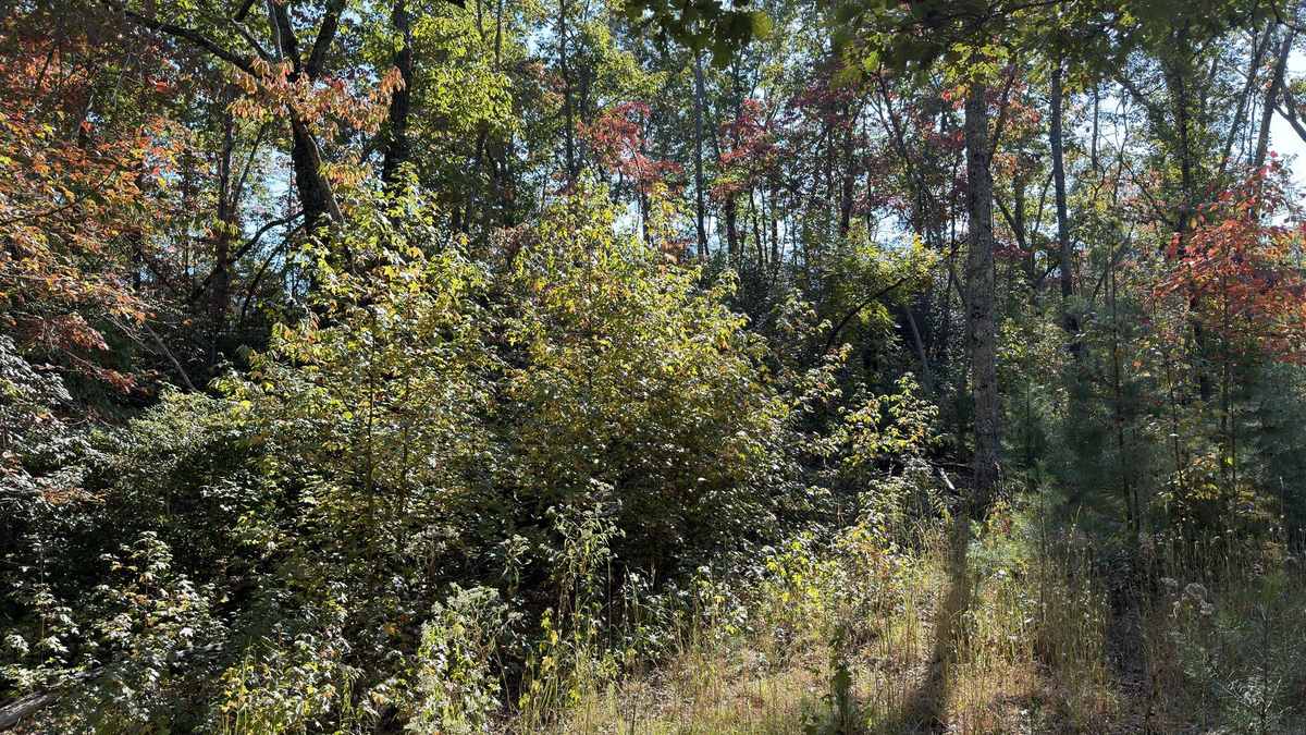 Dense wooded property edge before land management work