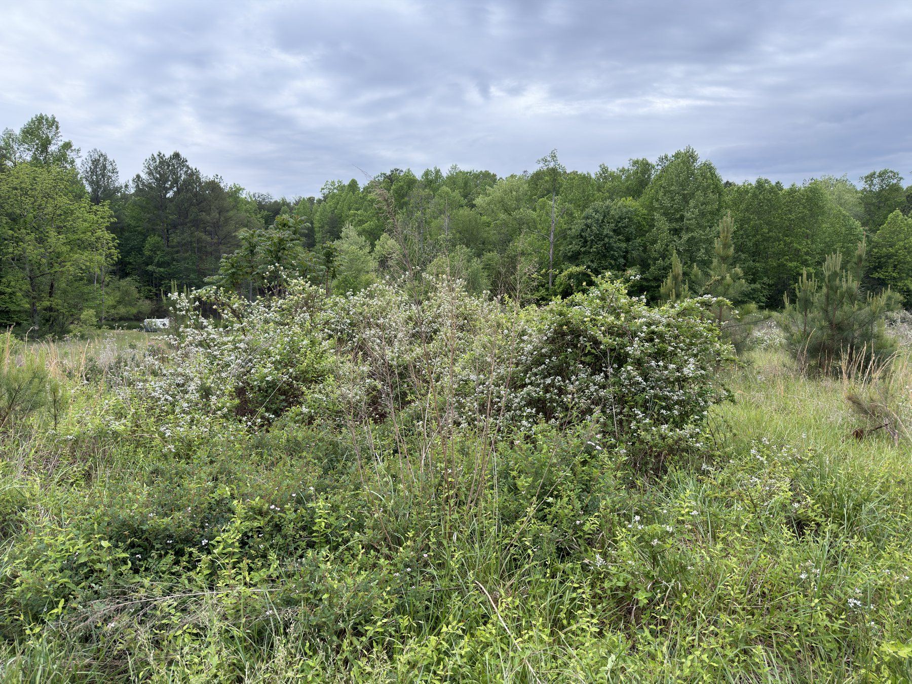Overgrown field before land clearing