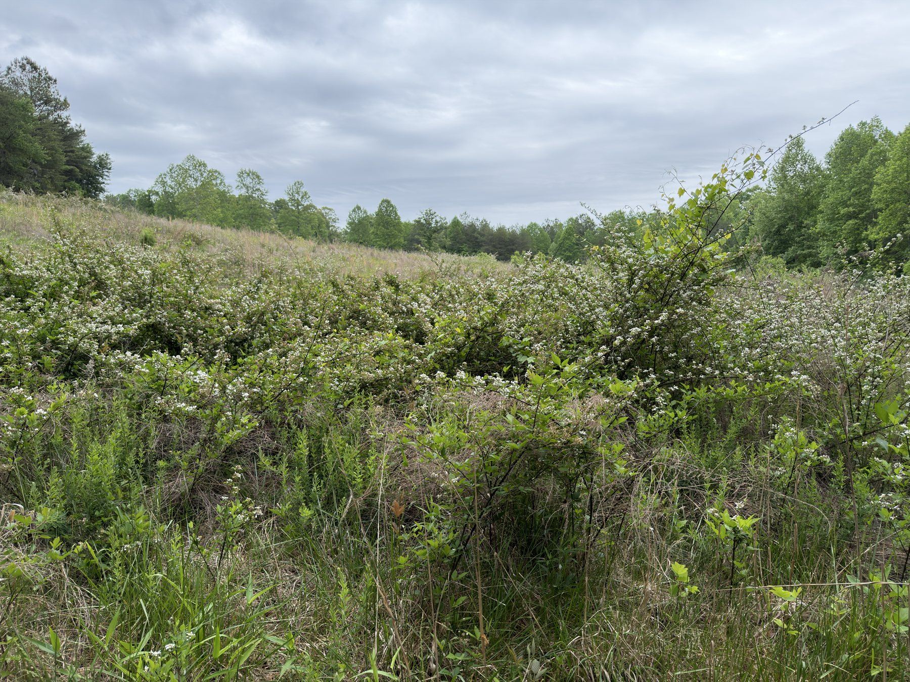 Dense overgrowth before forestry mulching