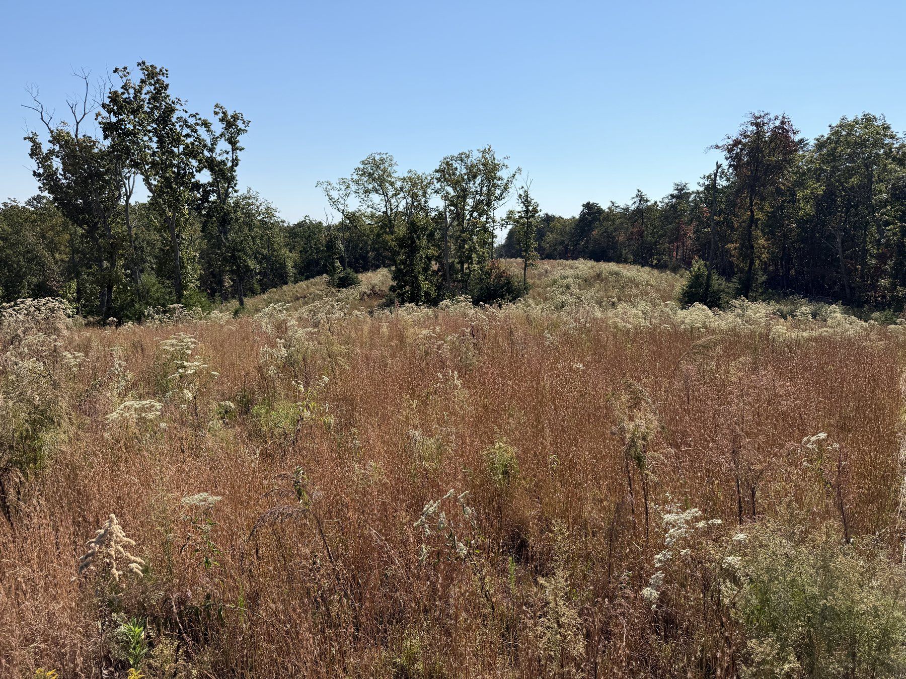 Overgrown field before property cleanup