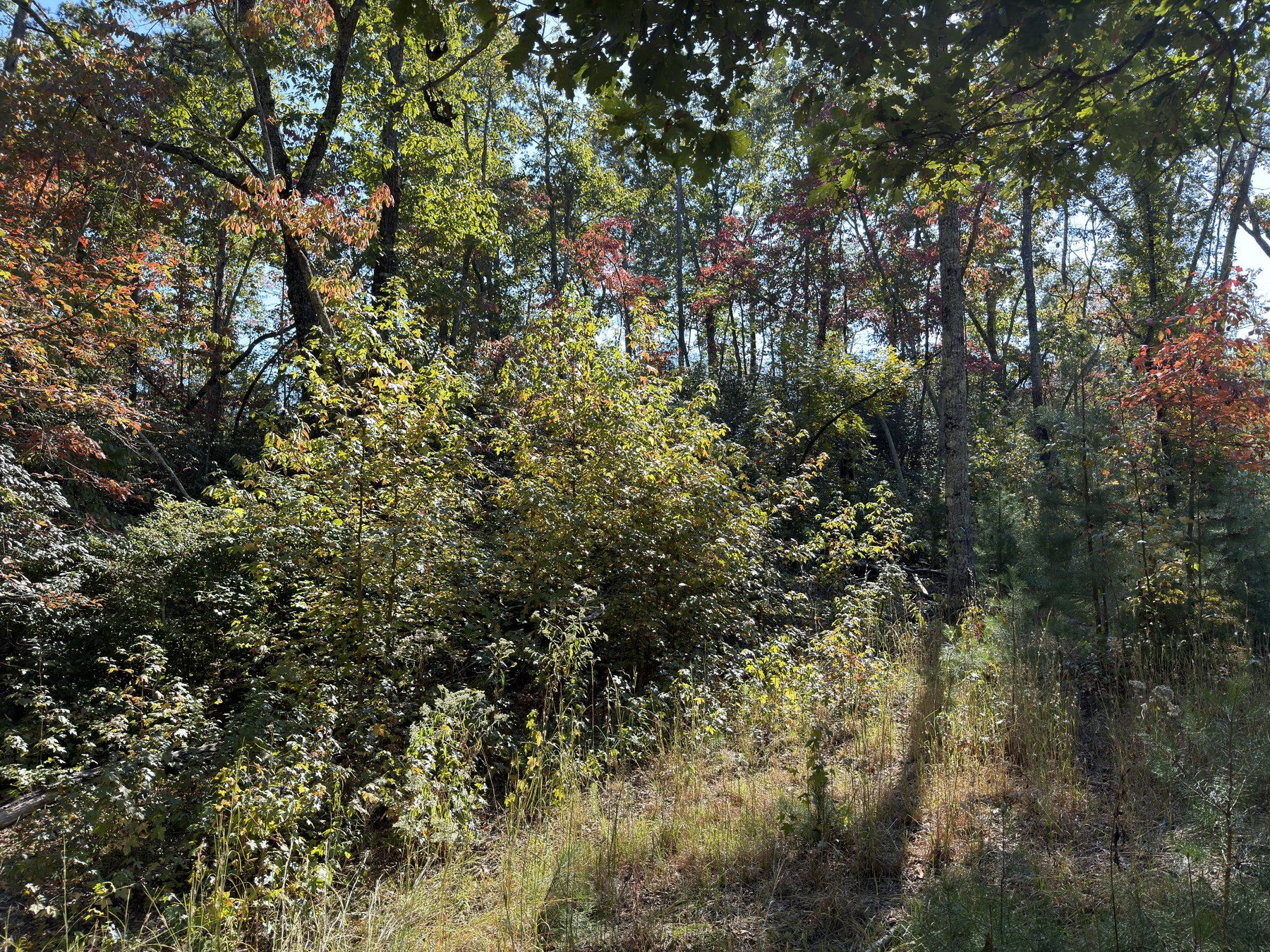Dense wooded edge before cleanup work